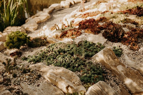 What Are the Ideal Conditions for a Backyard Succulent Garden in a Dry Climate?